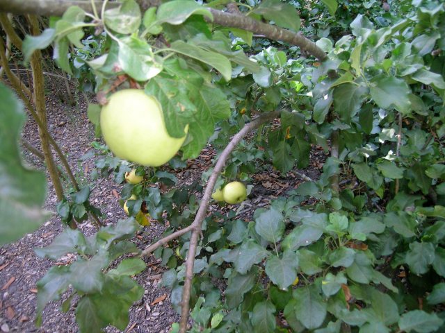 bellflowerapple
