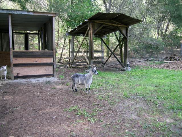 March 10 2008goatbarn