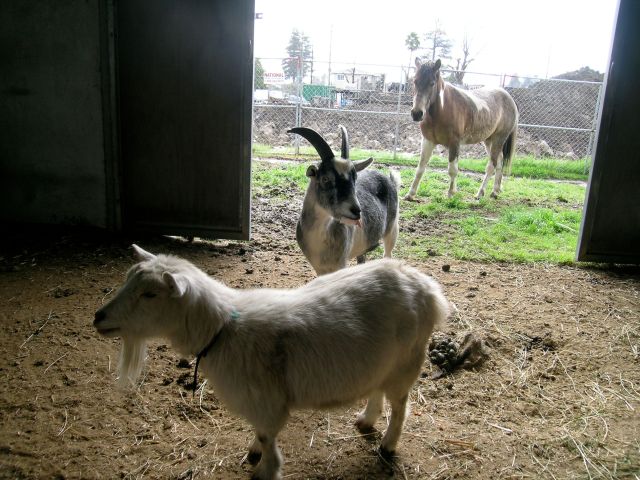 Shasta, Zipper, and Theodora