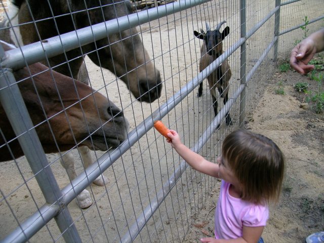 feeding carrots