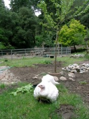 Ariala in 2011, still able to enjoy fresh grass despite her broken hip.