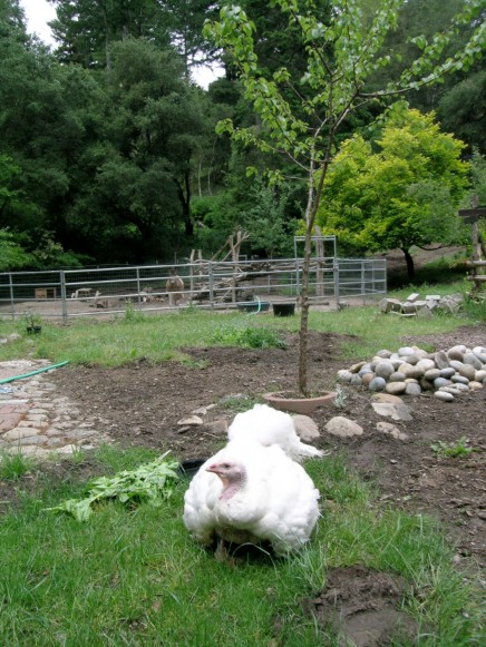 Ariala in 2011, still able to enjoy fresh grass despite her broken hip.