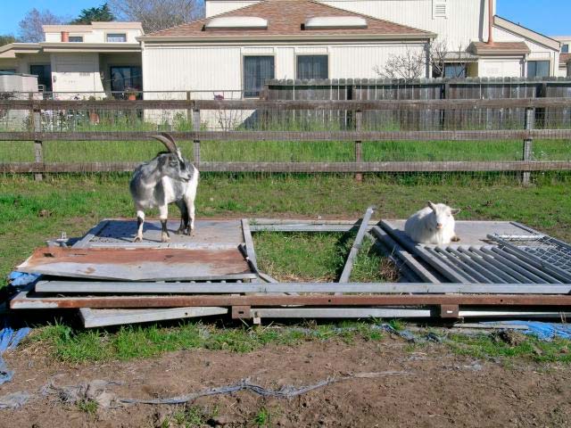 Warming in the sun at the animal shelter.