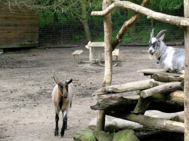 playing with Yoda 3:10