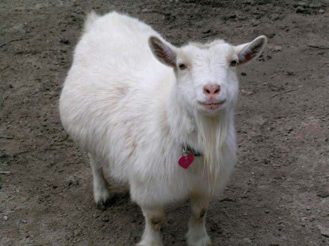 TheoGoat