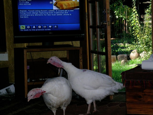 Checking out the house.