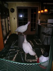 Turkeys new home in the kitchen during Ariala's recovery.