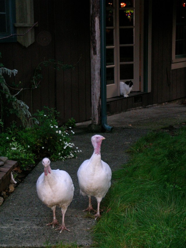 Walking down the path