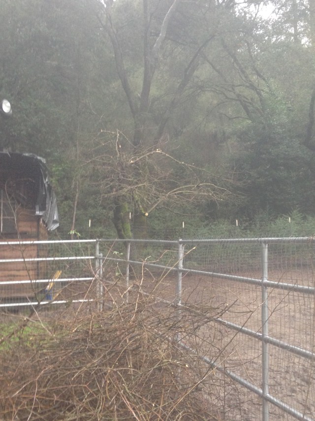 apple tree after trim